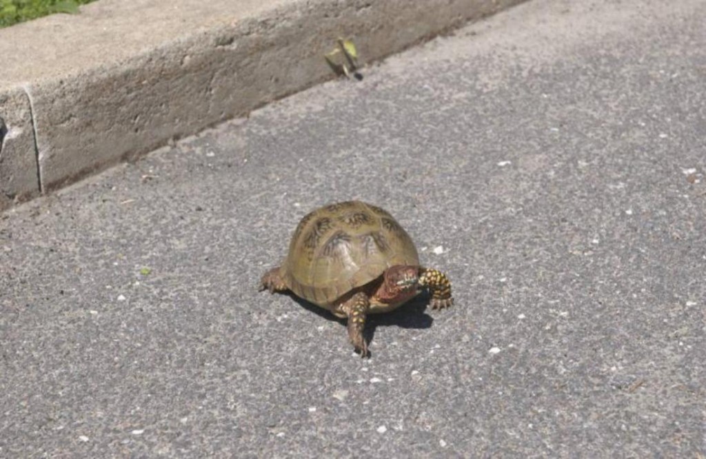 Suicidal Turtles 'Rush' Headlong Into Traffic - Fort Worth Weekly